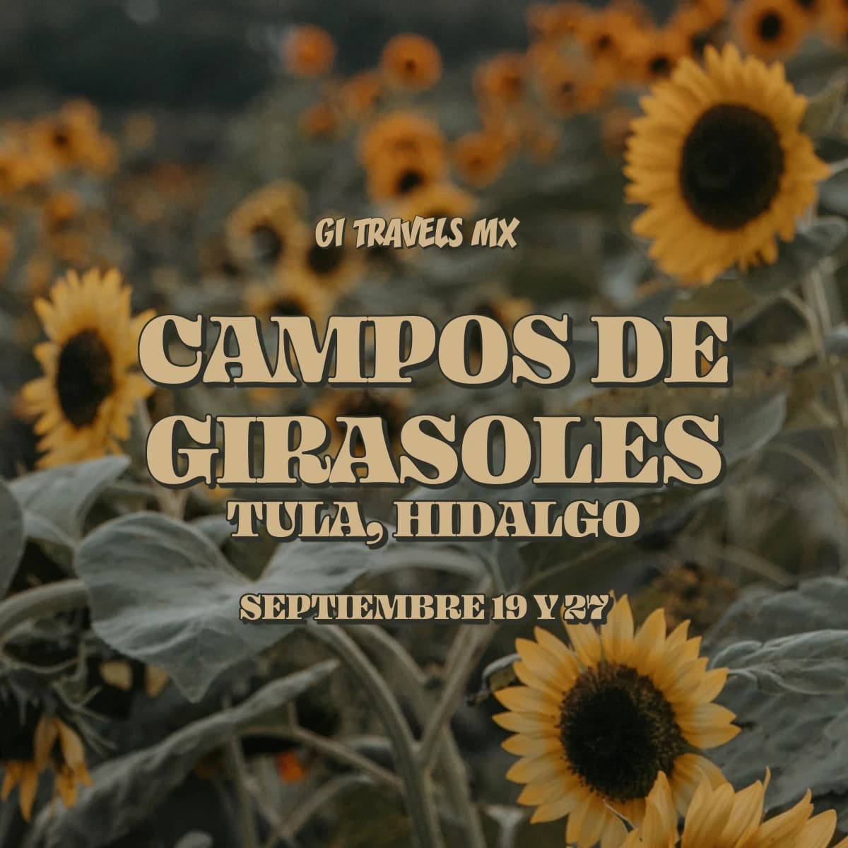 Campos de girasoles